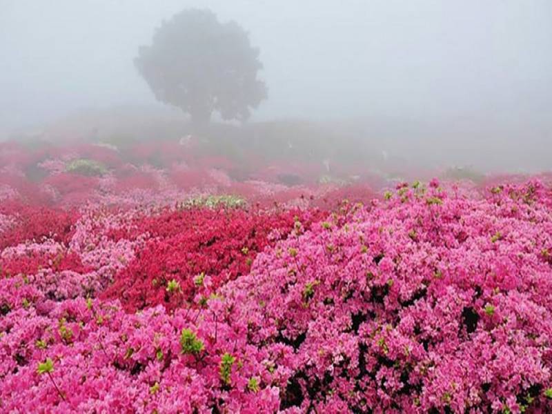 سفر به قطب گلاب گیری ایران 